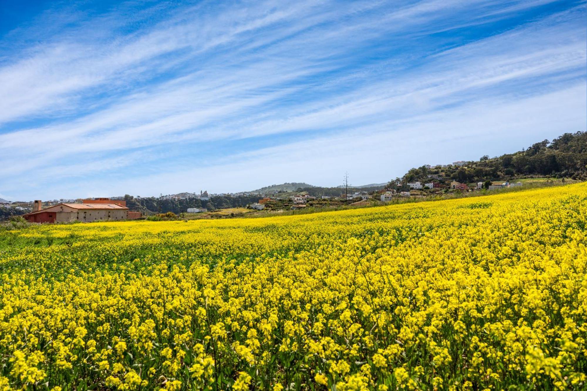 Dejablue. Villa Rural Junto Al Mar Y La Montana Santa Maria de Guia de Gran Canaria ภายนอก รูปภาพ